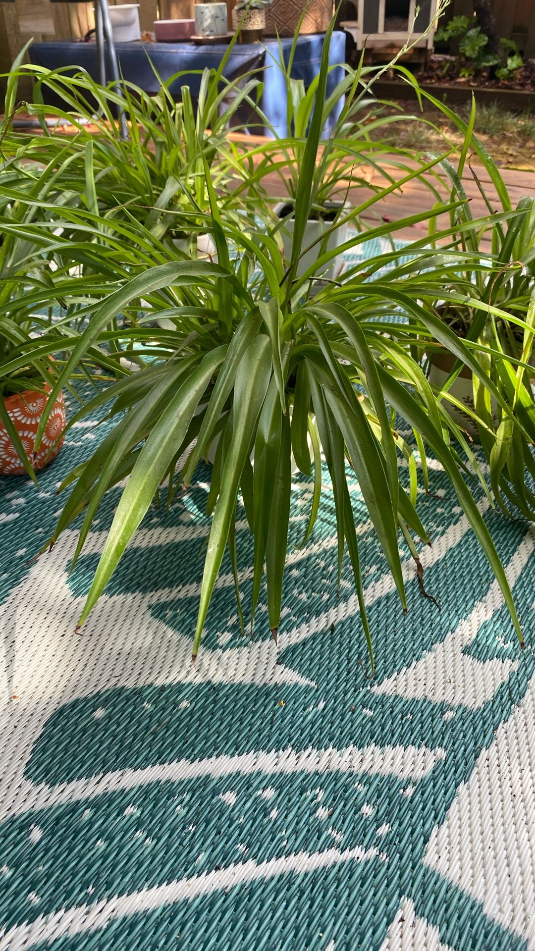 Spider Plants 