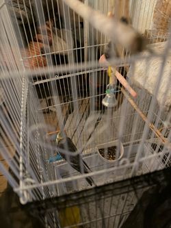 Cockatiels cage for sale