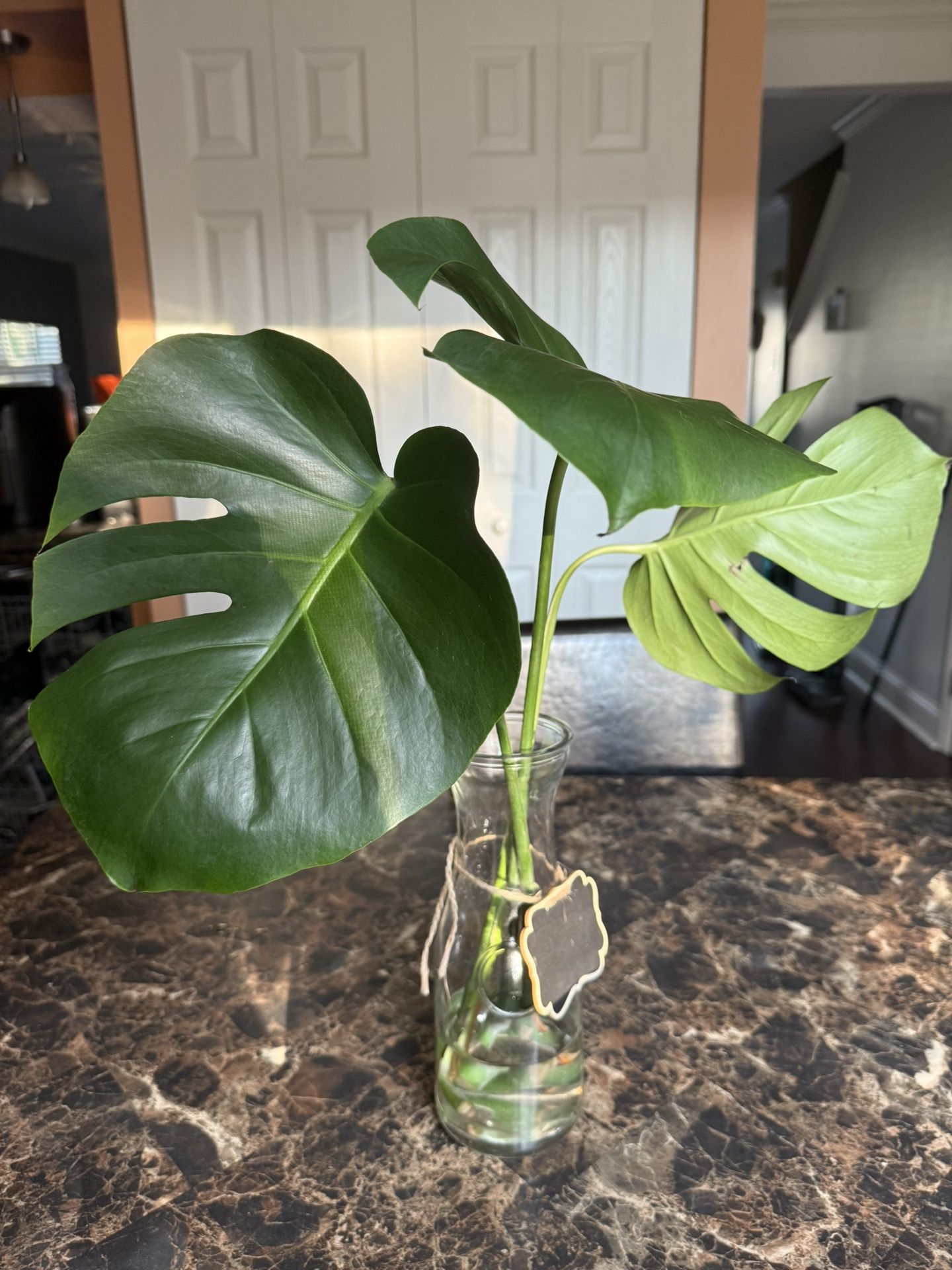Monstera Cuttings