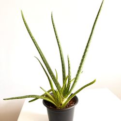 Small Aloe Vera Plant in Pot