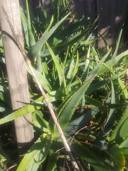 Organi aloe vera