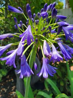 Blue Lily