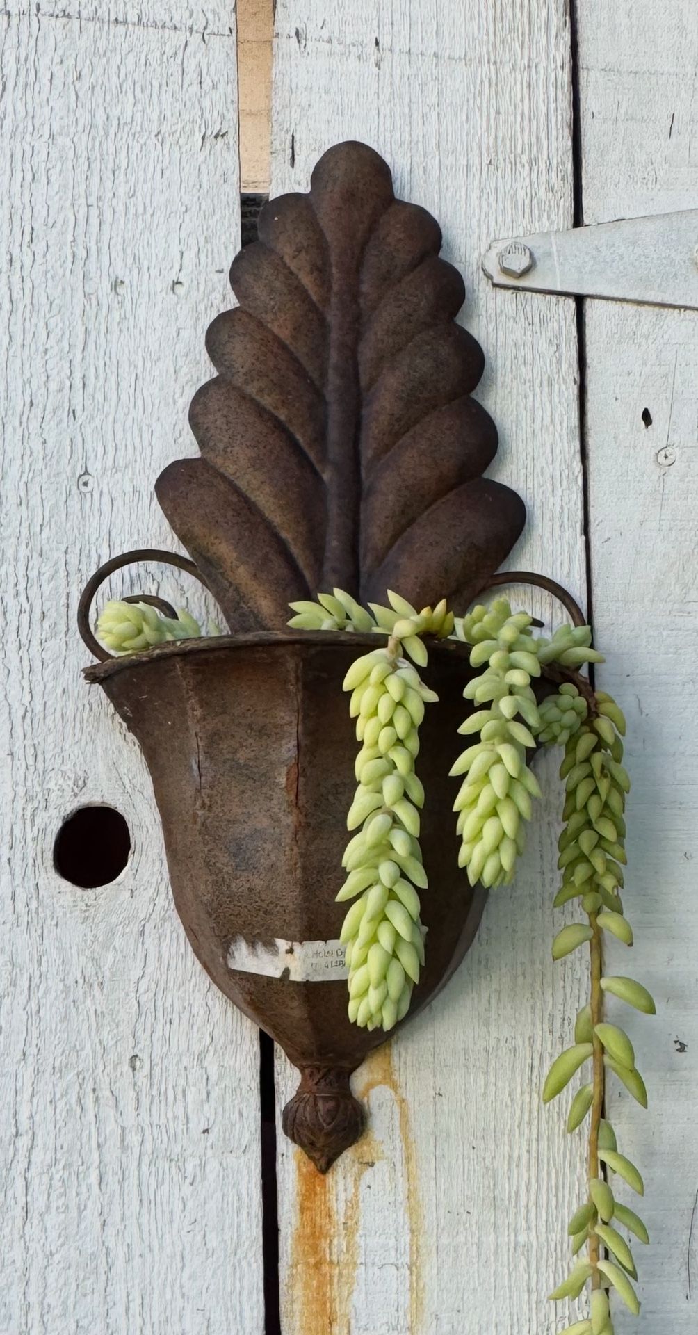 Succulent