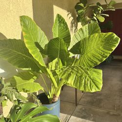 Elephant Ear Plant 