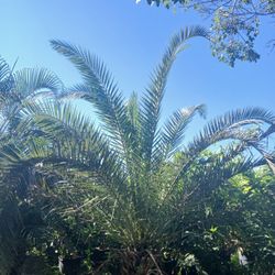 Canary Palm Sale! Field Grown $450🌴