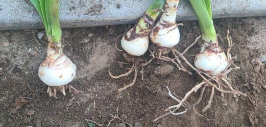 Amaryllis Bulbs
