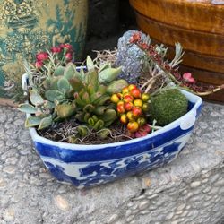 Beautiful Real Succulent Plants