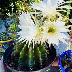 CACTUS PLANT IN BLOOM 