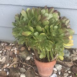 Large Aeonium Arboreum