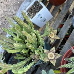 Starfish Plant