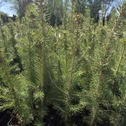 Colorado Blue Spruce Trees 