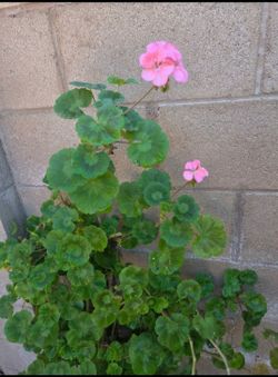 Jeranio/Malva Plant