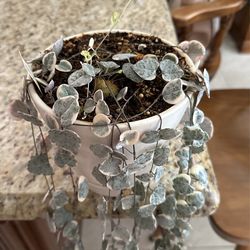 Beautiful String Of Hearts 42””