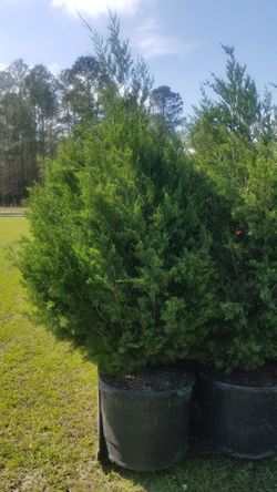 Cedar Trees Bushy. Make Great Neighbors. Many Sizes.to Fit The Situation 