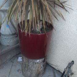 Vintage Ceramic Pot With Plant ☘️