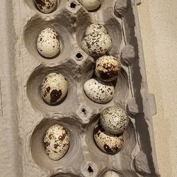 Fertile Quail Eggs