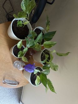 Pothos Plants in White Pots – Set of 4