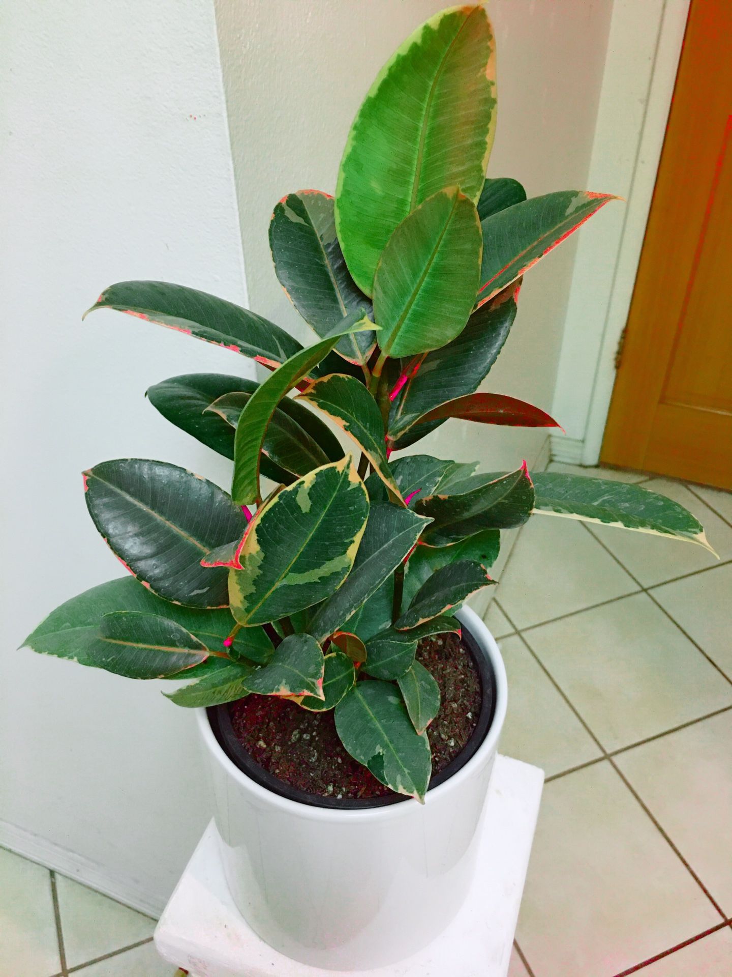 Variegated Rubber Plants in Ceramic Vase - 20” tall total ( 7.5”X7” vase )