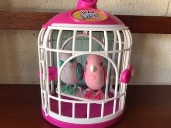 Little Live Birds in cage