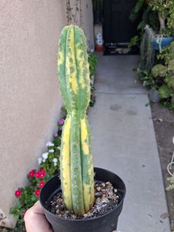 Variegated San Pedro Cactus $49