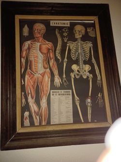 paper Poster Anatomy and skeleton.
