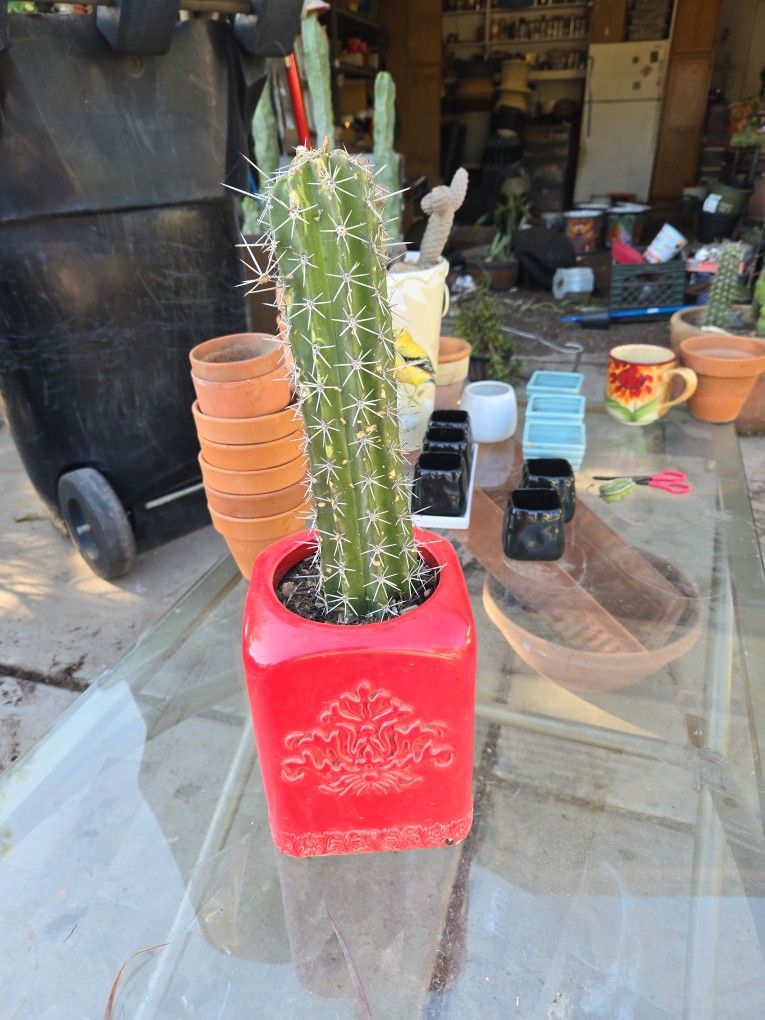 Cactus In Ceramic Pot