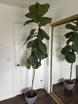 Fiddle Leaf Fig: Healthy 7-8' Tall