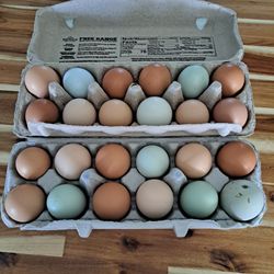 Fresh Eggs