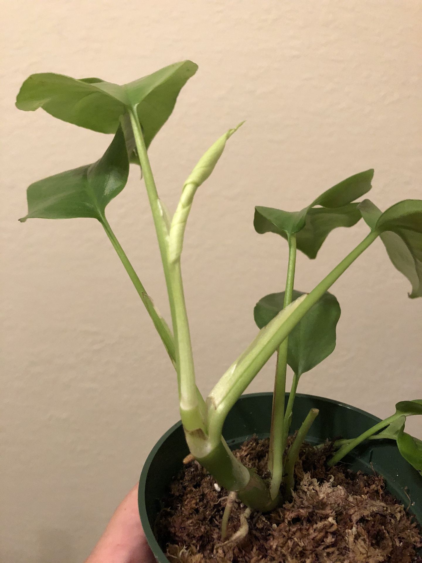 Mini Monstera Plant