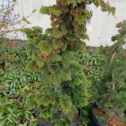 Hinoki false cyprus trees