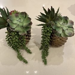 2 CB2 Succulents Will Last Forever 
