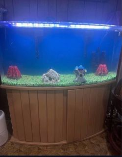 Fish tank