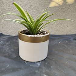Spider Plant