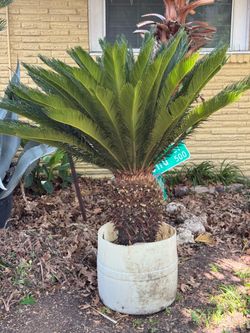 Sago palm cycas
