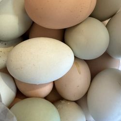FRESH ORGANIC FARM EGGS $6