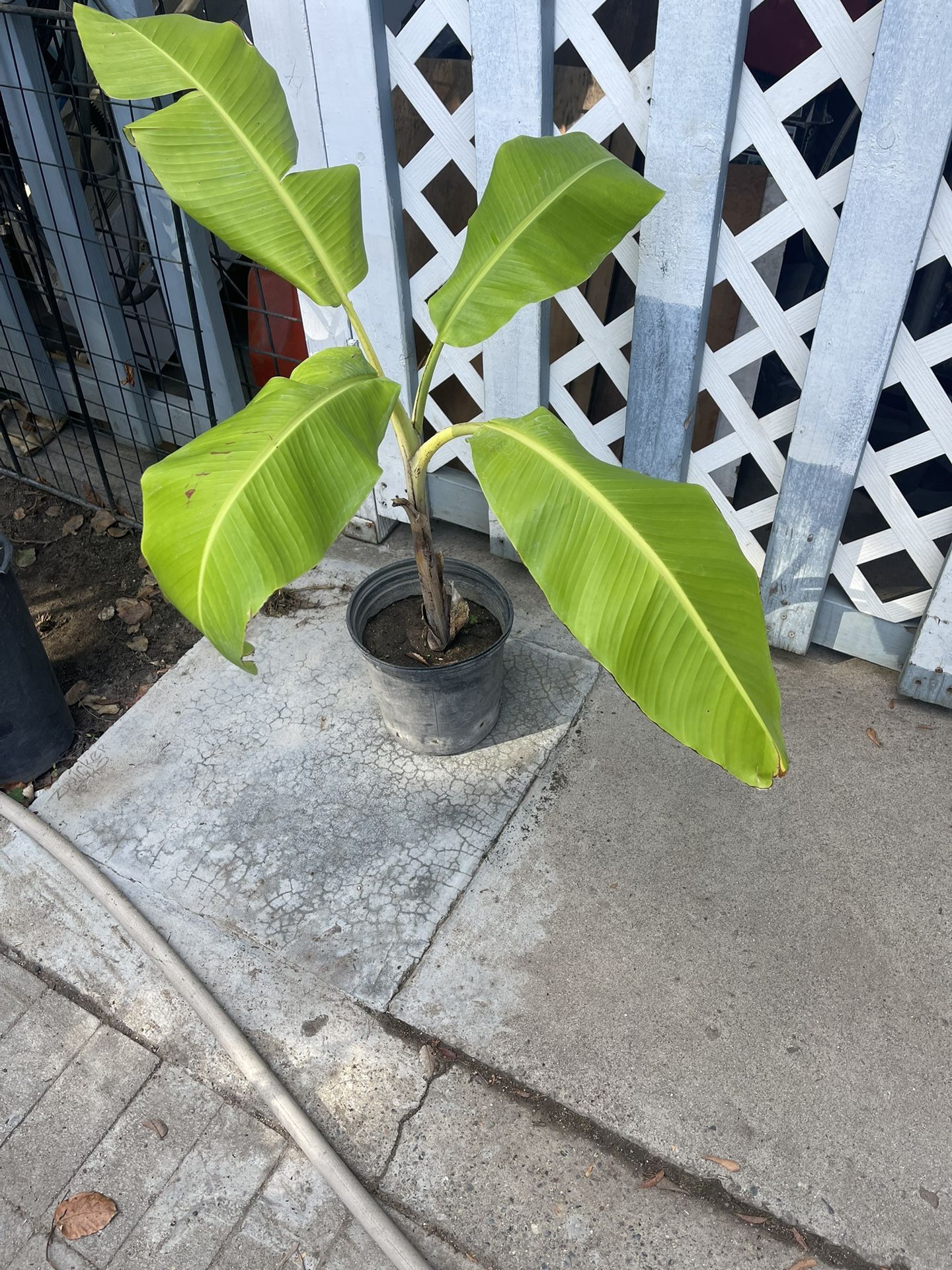 Banana tree in pot