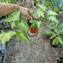 Arrowhead Plant 