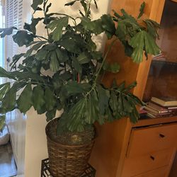 Fake Plants 