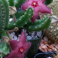 Stapelia 