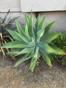 Large Foxtail Agave Plant