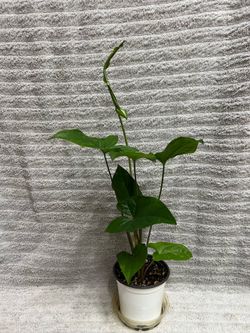 Syngonium Green Live Indoor Houseplant