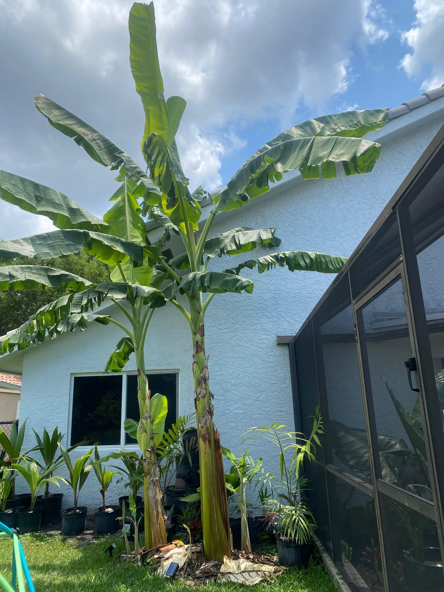 Ice cream Thai banana plant