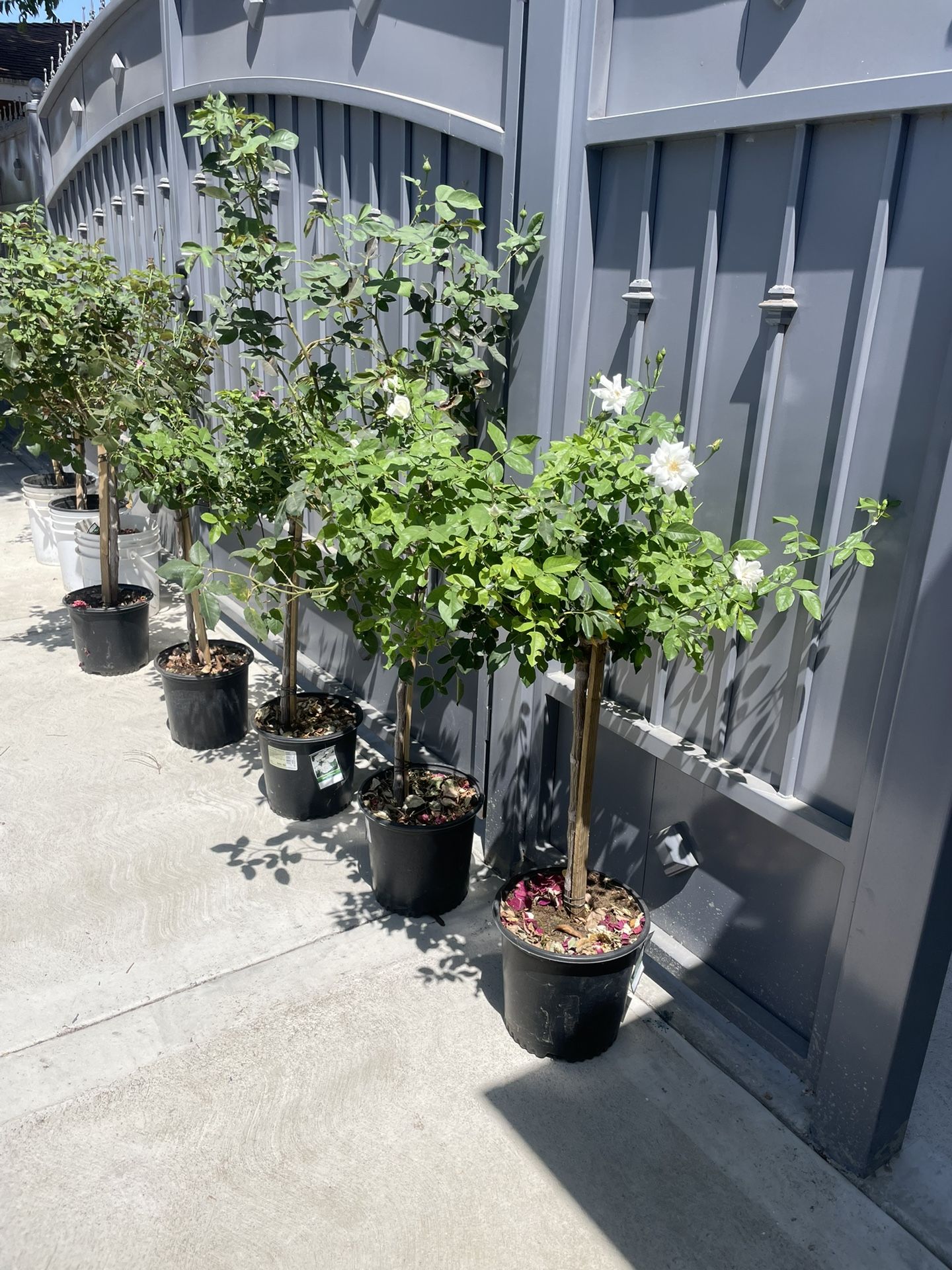 Roses Tree 