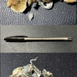 Cello Smooth With Cap Mushroom Mystical Style