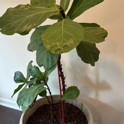 Fig Plant With Pot
