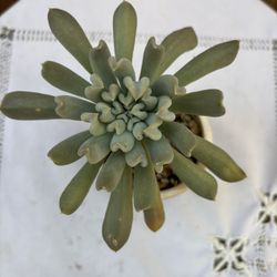 Echeveria Topsy Turvy