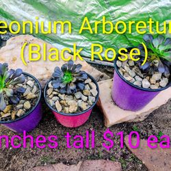 Black Rose Tree Aeoniums
