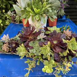 Beautiful Succulent In Pot 