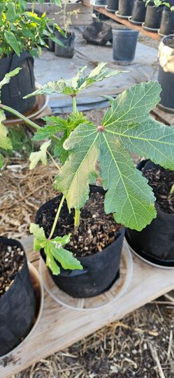 Okra plant