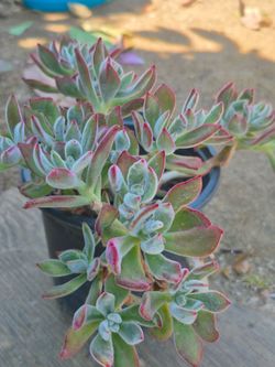 Planta